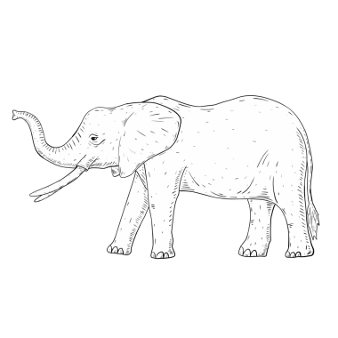 Fil karikatürü çizimi izole edildi