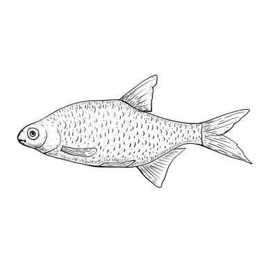 İzole edilmiş balıkların çizgi çizimi