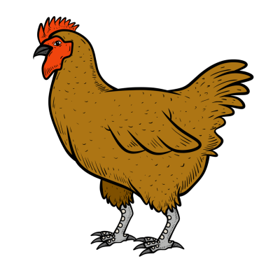 horoz beyaz arkaplanda izole edildi