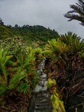 Canlı yapraklarla çevrili manzaralı bir patika, Kolombiya 'nın zengin biyolojik çeşitliliğini gösteren Purac, Cauca' daki Termale de San Juan 'a götürür.