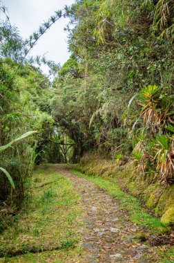 Purac, Cauca, Kolombiya 'daki San Juan kaplıcalarına uzanan yemyeşil bir yol. Doğa aşıkları için ideal.