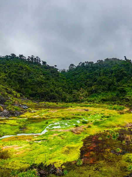 Termale de San Juan, Purac, Cauca, Kolombiya 'daki yemyeşil sulak alanların büyüleyici manzarası.