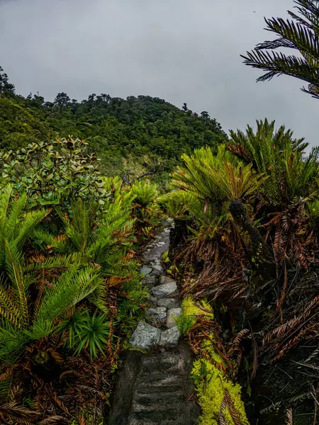 Canlı yapraklarla çevrili manzaralı bir patika, Kolombiya 'nın zengin biyolojik çeşitliliğini gösteren Purac, Cauca' daki Termale de San Juan 'a götürür.