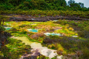 Termale de San Juan, Purac, Cauca, Kolombiya 'daki yemyeşil bitki örtüsüyle çevrili canlı termal kaynaklar.