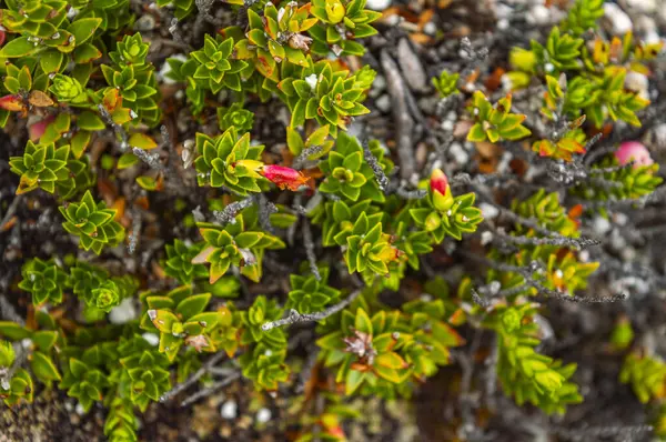 Rengarenk çiçekleri olan yemyeşil bitkilerin canlı bir yakın çekimi Termale de San Juan, Purac, Cauca, Kolombiya 'nın çeşitli bitki örtülerini gözler önüne seriyor.