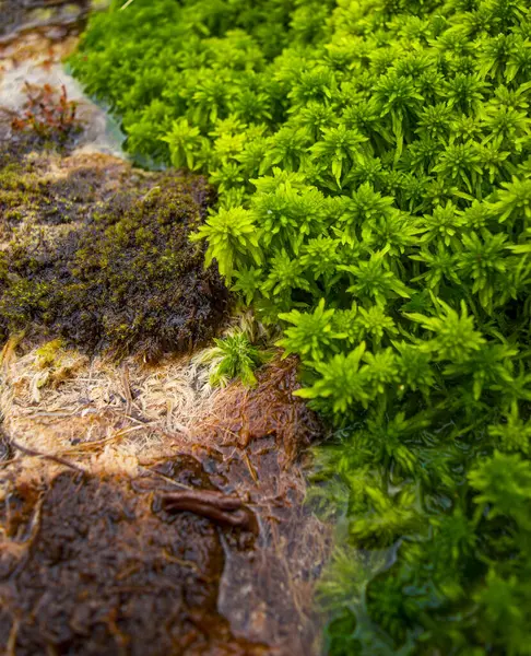 Canlı yeşil yosunlar, Purac, Cauca 'daki Termale de San Juan' ın termal sularının yakınındaki koyu renkli taşlarla tezat oluşturur.