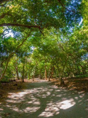 Kolombiya 'nın Rosario Adaları' nın turkuaz sularında yüzen bir teknenin huzurlu bir sahnesi. Güneş ışığı yüzey boyunca parıldıyor.