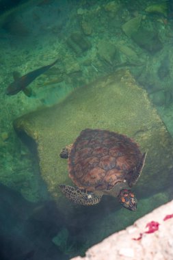 Genç bir çocuk Tolu, Sucre, Kolombiya 'daki canlı bir duvar resminin yanında duruyor. Yerel kültürün ve turnuvanın güzelliğini yansıtıyor.