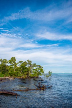 San Bernardo Takımadaları, Sucre, Kolombiya 'daki mangrov kıyı şeridinin sakin manzarası yemyeşil ve berrak mavi suları gözler önüne seriyor.