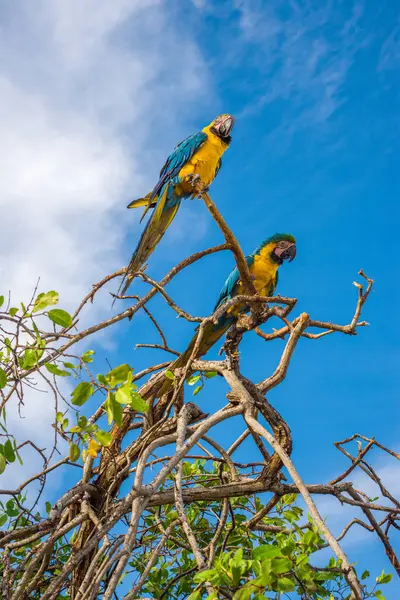 Genç bir çocuk Tolu, Sucre, Kolombiya 'daki canlı bir duvar resminin yanında duruyor. Yerel kültürün ve turnuvanın güzelliğini yansıtıyor.