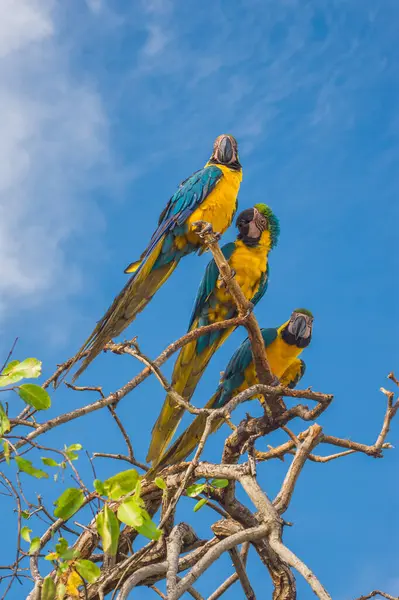 Genç bir çocuk Tolu, Sucre, Kolombiya 'daki canlı bir duvar resminin yanında duruyor. Yerel kültürün ve turnuvanın güzelliğini yansıtıyor.