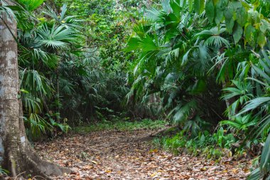 Sapzurro, Choco, Kolombiya 'da yoğun yeşil yapraklarla çevrili sakin bir orman yolu, doğa keşfi için mükemmel.