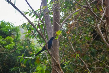 Sapzurro, Choco, Kolombiya 'da yoğun yeşil yapraklarla çevrili sakin bir orman yolu, doğa keşfi için mükemmel.