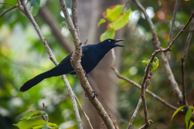 Sapzurro, Choco, Kolombiya 'da yoğun yeşil yapraklarla çevrili sakin bir orman yolu, doğa keşfi için mükemmel.