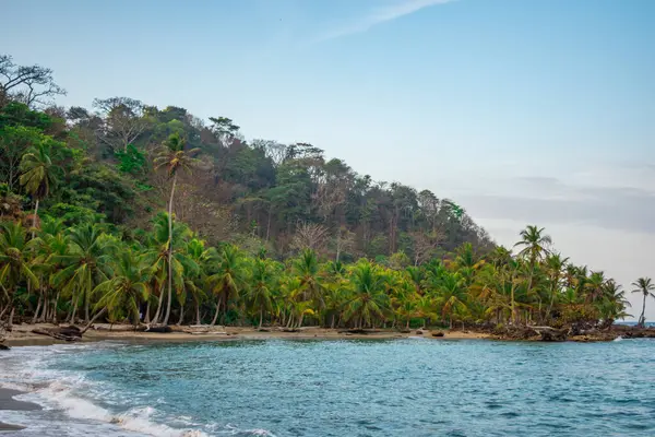 Canlı palmiye ağaçları ve dingin suların yer aldığı Sapzurro, Choco, Kolombiya 'nın verimli tropikal kıyı şeridinin çarpıcı manzarası