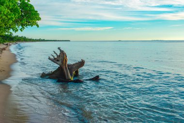 Rincon del Mar, Sucre, Kolombiya 'da sakin bir sahil manzarası. Sahilde yıpranmış bir kütük ve sakin sular var.