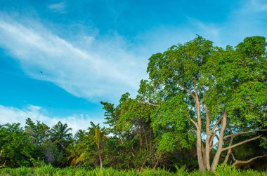 Rincon del Mar, Sucre, Kolombiya 'da yemyeşil ağaçlar ve parlak mavi bir gökyüzü gösteren canlı bir tropikal manzara.