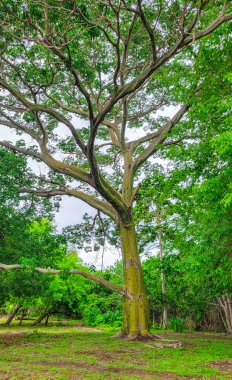 Rincon del Mar, San Onofre, Sucre, Kolombiya 'da canlı yeşil yapraklarla çevrili büyük, yemyeşil bir ağaç doğal güzellikleri sergiliyor.