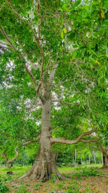 Rincon del Mar, Sucre, Kolombiya 'da yemyeşil bir ağaç, canlı bir yeşillik ve sakin bir doğal ortam sergiliyor.