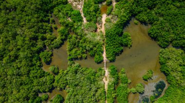 Rincon del Mar, Sucre 'deki yoğun yeşilliğin ve dolambaçlı su yollarının çarpıcı hava manzarası Kolombiya' nın doğal güzelliğini gözler önüne seriyor.