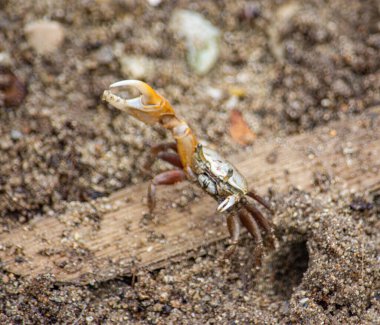 Kumdan çıkan bir yengecin yakın plan görüntüsü eşsiz özelliklerini ve canlı renklerini sergiliyor.