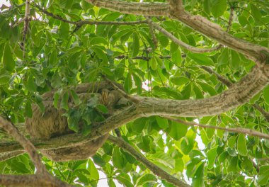Canlı yeşil yapraklarla çevrili bir dalda dinlenen tembel hayvan Rincon del Mar, Sucre, Kolombiya 'nın yemyeşil biyolojik çeşitliliğini sergiliyor.