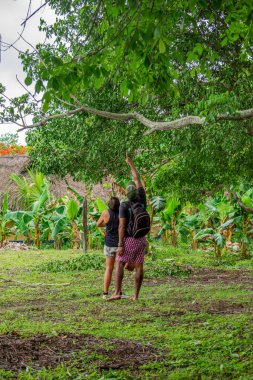 Bir çift muz bitkileri ve canlı doğa ile çevrili Rincon del Mar, Sucre, Kolombiya 'daki yemyeşil manzaraya hayran