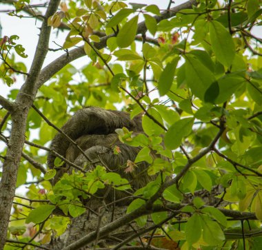 Rincon del Mar, Sucre, Kolombiya 'da yemyeşil bir ağaç tepesinde dinlenen tembel hayvan bölgenin zengin biyolojik çeşitliliğini gözler önüne seriyor.