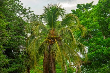 Rincon del Mar, Sucre, Kolombiya 'da hindistan cevizli, yeşil yapraklı yemyeşil bir palmiye ağacı.