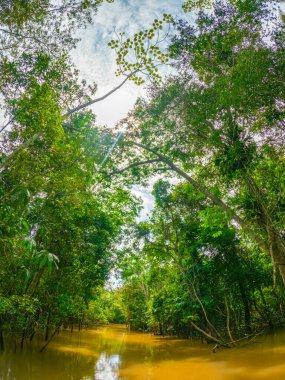 Leticia, Amazonlar 'da palmiye ağaçları ve canlı yeşilliklerle kaplı manzaralı bir tropikal şerit Kolombiya' nın Amazon yağmur ormanlarının doğal güzelliklerini gözler önüne seriyor..