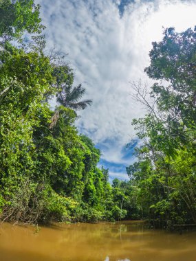 Leticia, Amazonlar 'da palmiye ağaçları ve canlı yeşilliklerle kaplı manzaralı bir tropikal şerit Kolombiya' nın Amazon yağmur ormanlarının doğal güzelliklerini gözler önüne seriyor..