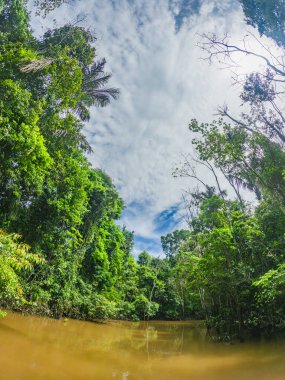 Leticia, Amazonlar 'da palmiye ağaçları ve canlı yeşilliklerle kaplı manzaralı bir tropikal şerit Kolombiya' nın Amazon yağmur ormanlarının doğal güzelliklerini gözler önüne seriyor..