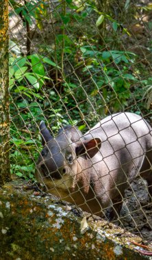 Leticia, Kolombiya 'da Amazon Nehri üzerinde sakin suları ve canlı gökyüzünü gösteren sakin bir günbatımı, doğa severler ve seyahat meraklıları için mükemmel..