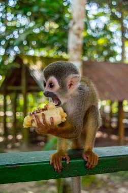 Leticia, Kolombiya 'da Amazon Nehri üzerinde sakin suları ve canlı gökyüzünü gösteren sakin bir günbatımı, doğa severler ve seyahat meraklıları için mükemmel..