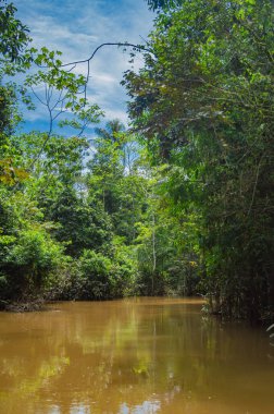Leticia, Kolombiya 'daki Amazon yağmur ormanlarının canlı biyolojik çeşitliliğini araştırın. Yoğun yeşilliklerle çevrili sakin bir nehir..