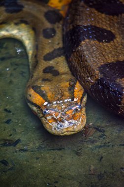 Amazon yağmur ormanlarının bulanık sularında dinlenen bir anakondanın detaylı görüntüsü eşsiz desenlerini ve renklerini gözler önüne seriyor..
