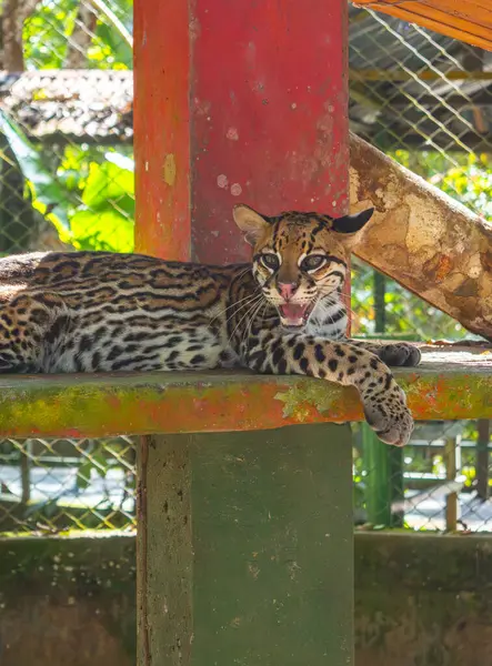 Leticia, Kolombiya 'da Amazon Nehri üzerinde sakin suları ve canlı gökyüzünü gösteren sakin bir günbatımı, doğa severler ve seyahat meraklıları için mükemmel..