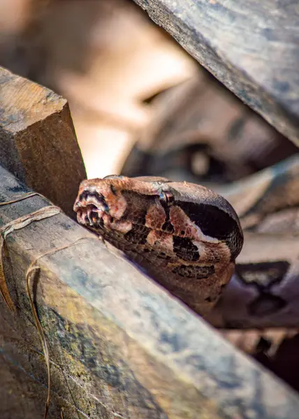 Leticia, Kolombiya 'nın Amazon yağmur ormanlarındaki ahşap odunların arasına kısmen gizlenmiş bir yılanın çarpıcı yakın çekimi zengin biyolojik çeşitliliği gözler önüne seriyor..