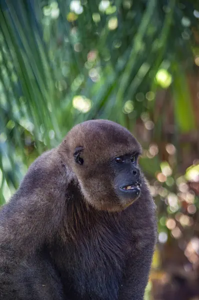 Leticia, Kolombiya 'daki Amazon yağmur ormanlarının yemyeşil zemininde uluyan bir maymunun yakın çekimi canlı vahşi yaşamını gözler önüne seriyor..