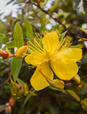 Guatavita, Cundinamarca 'da beyaz kemerler ve yemyeşil çimlerle çerçevelenmiş, Kolombiya' nın güzelliğini gözler önüne seren pitoresk bir taş yolu..