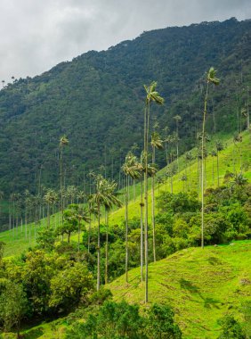 Quindio 'daki Cocora Vadisi' nin göz kamaştırıcı manzarası, bulutlu bir gökyüzünün altındaki yeşil yamaçta ikonik balmumu palmiyeler.