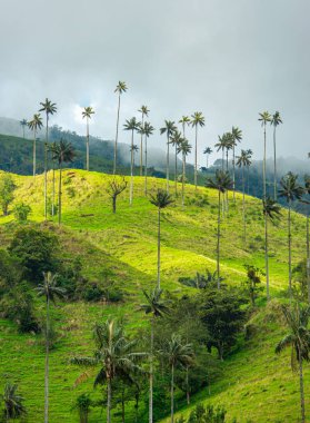 Cocora Vadisi 'nin nefes kesen manzarasında gür yeşil tepelere karşı balmumu palmiyeler ve bulutlu gökyüzü Kolombiya' nın doğal güzelliğini gözler önüne seriyor..