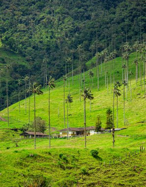 Cocora Valley, Quindio 'nun göz kamaştırıcı yeşil manzarası. Dağlık bir zemin üzerinde balmumu palmiyeler var..
