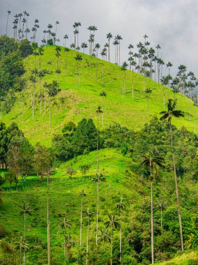 Cocora Vadisi 'nin göz kamaştırıcı manzarası bulutlu gökyüzüne karşı balmumu palmiyeler ile Kolombiya' nın doğal güzelliğini yansıtıyor..