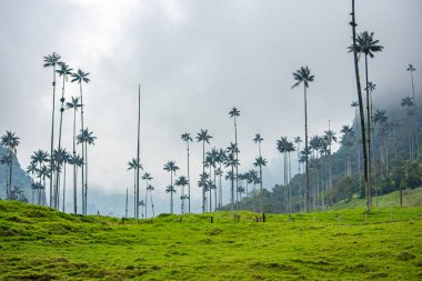 Cocora Vadisi 'nin göz kamaştırıcı manzarası bulutlu gökyüzüne karşı balmumu palmiyeler ile Kolombiya' nın doğal güzelliğini yansıtıyor..