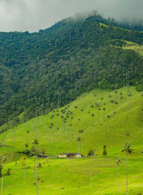 Cocora Vadisi 'nin göz kamaştırıcı hava manzarası, yemyeşil manzaralar ve Kolombiya Quindio' daki ikonik balmumu palmiyeler..