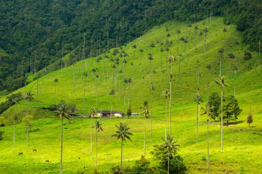 Cocora Vadisi 'nin göz kamaştırıcı hava manzarası, yemyeşil manzaralar ve Kolombiya Quindio' daki ikonik balmumu palmiyeler..