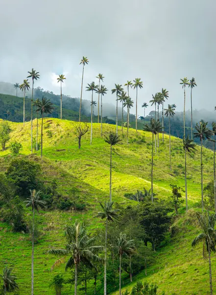 Cocora Vadisi 'nin nefes kesen manzarasında gür yeşil tepelere karşı balmumu palmiyeler ve bulutlu gökyüzü Kolombiya' nın doğal güzelliğini gözler önüne seriyor..