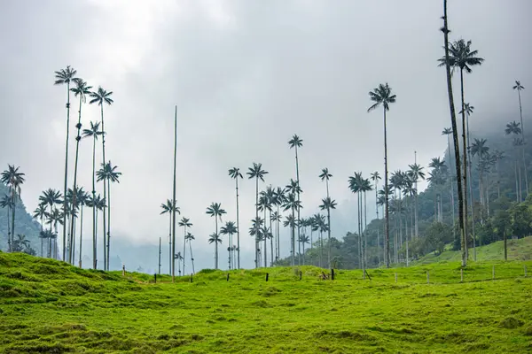 Cocora Vadisi 'nin göz kamaştırıcı manzarası bulutlu gökyüzüne karşı balmumu palmiyeler ile Kolombiya' nın doğal güzelliğini yansıtıyor..