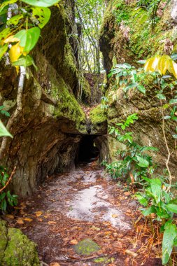 Guaviare, Kolombiya 'da sakin bir orman yolu, yosun kaplı kayalar ve canlı yeşilliklerle çevrili, doğa severler ve eko-turizm için mükemmel.